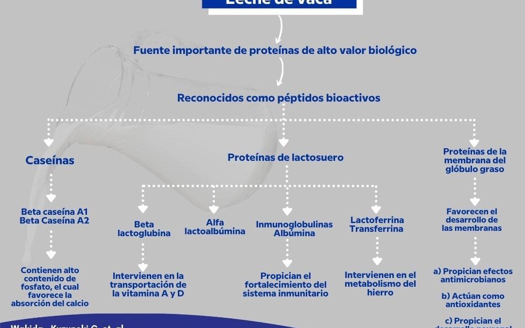 La leche de vaca se asocia al crecimiento lineal en estatura