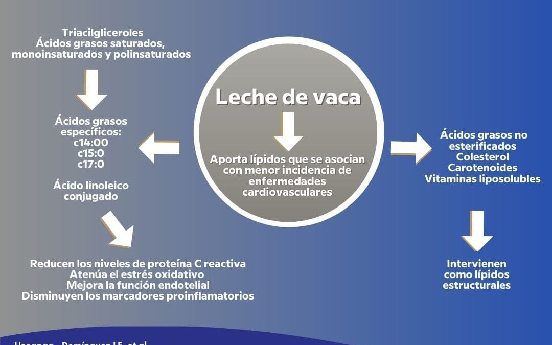 El consumo de leche de vaca tiene efectos benéficos sobre la salud cardiovascular y la hipertensión arterial